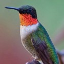 Ruby-throated hummingbird-square