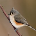 Tufted-Titmouse-1 Tufted-Titmouse