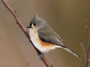 Tufted-Titmouse-1 Tufted-Titmouse