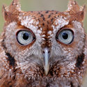 eastern_screech Eastern Screech Owl