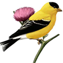 American Goldfinch