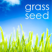 Grass Seed