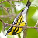 magnolia_warbler Magnolia Warbler