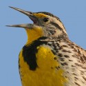 meadowlark _square