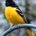 oriole May #2 ~ Oriole