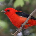 scarlet_tanager