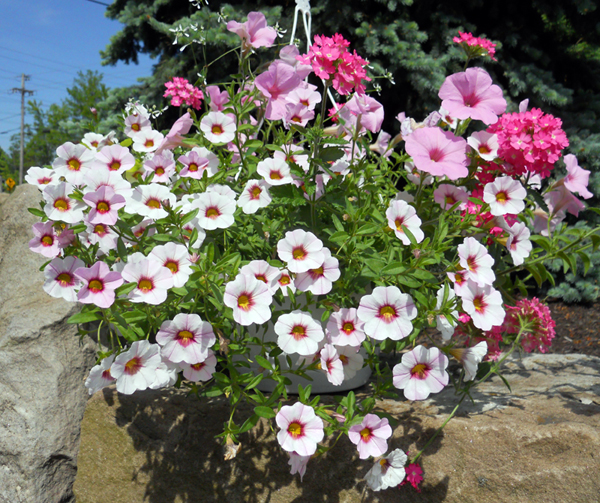 2010_05_26_hangingbasket