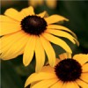 Black-Eyed Susan
