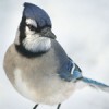 Blue Jay