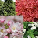Trees~Shrubs~Evergreens