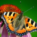 Butterfly Gardens