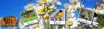 ConstantContact Spring Header