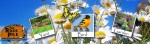 ConstantContact Spring Header