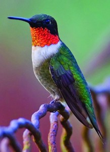 Ruby-throated hummingbird Ruby throated hummingbird