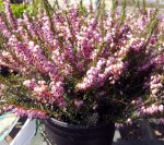 MediterraneanPinkHeather small