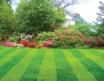 lawn