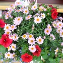 Combo Basket