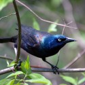 Common_Grackle_Howard_B_Eskin_small