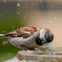 bird_playing_water