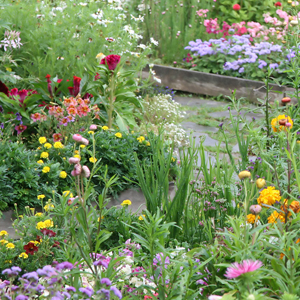rock-garden