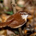 Carolina Wren