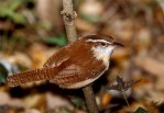 Carolina Wren