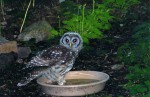 photo_winner_barred_owl