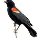red_winged_blackbird_edited