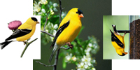 American Goldfinch