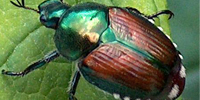 They're here! Japanese Beetles...