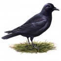 american_crow