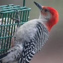 red-bellied-woodpecker3