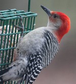 red-bellied-woodpecker3