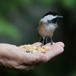 Bird_square
