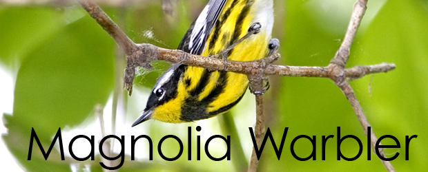 fc_magnolia_warbler Magnolia Warbler