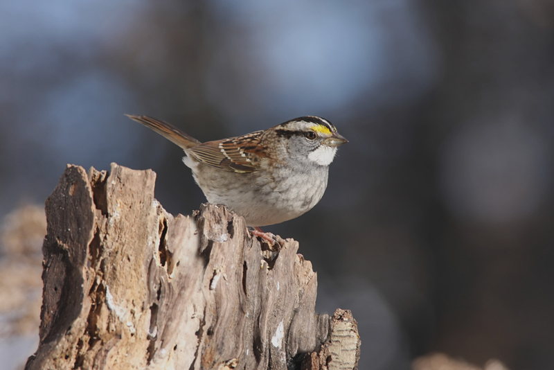 White-throated Sparrow