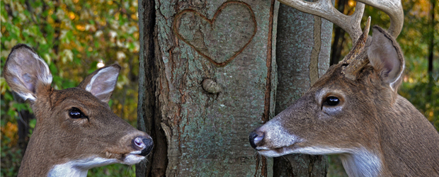 Featured Backyard Visitor: Deer