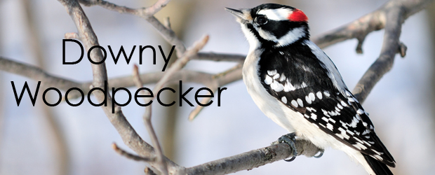 downy-woodpecker