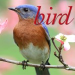 bird