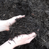 Grandscape Brown Bark