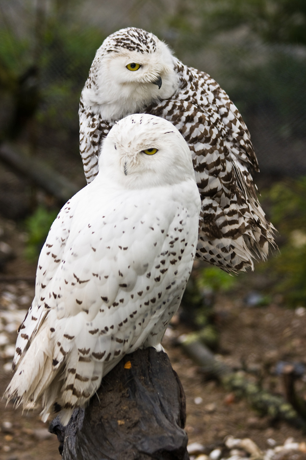 Snowy Owl Bird of the Month Snowy Owl