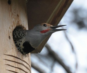 Nesting, nest boxes 