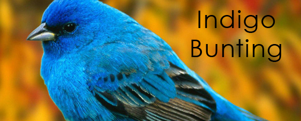 Bird of the Month: Indigo Bunting