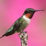 hummingbird-square