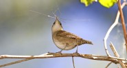 Bird of the Month: House Wren