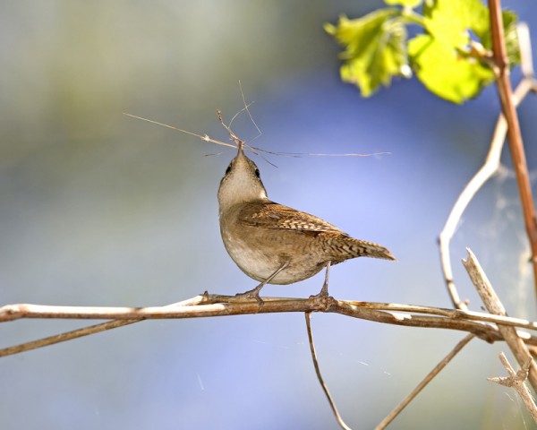 House Wren