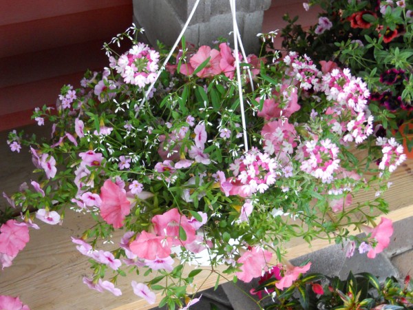 Beautiful pink and white hanging basket