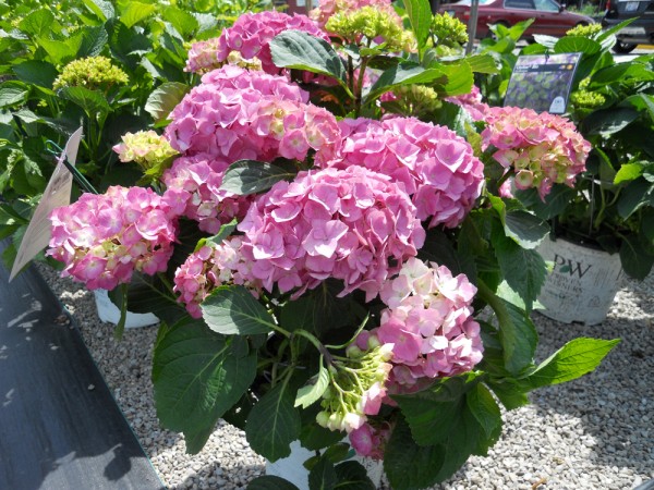 Hydrangea Cityline Rio