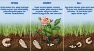 Life (& Death) Cycle of a Japanese Beetle