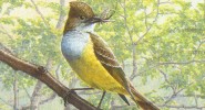 Bird of the Month: Great Crested Flycatcher